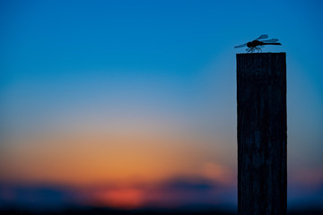 夕日ととんぼ © iwao