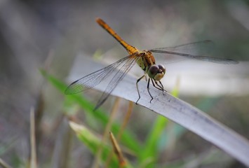 A dragonfly sunning itself on a leaf
