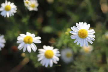 Obraz na płótnie Canvas Daisy flowers in the garden