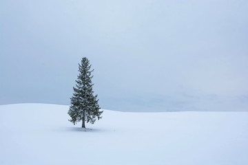 雪原に立つマツの木　美瑛町