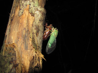 Metamorfosis a cigarra
