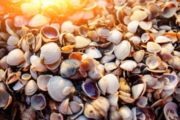 Many shells are sold in the fresh market