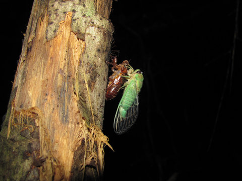 Metamorfosis a cigarra