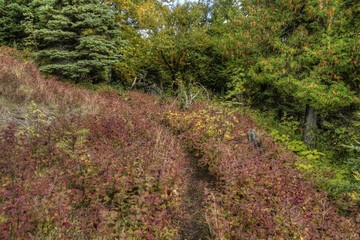 Isle Royale National Park is an Isolated Island in Lake Superior between Minnesota and Michigan
