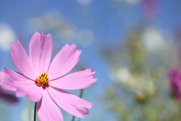 コスモス