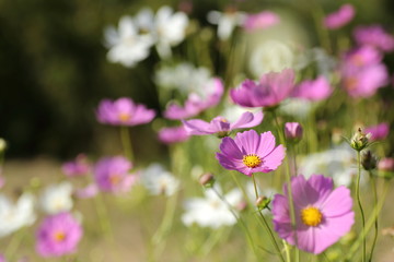 コスモス