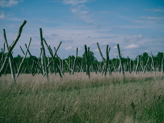 Field of sticks