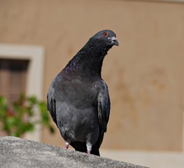 A black pigeon perched on top of a concrete bench