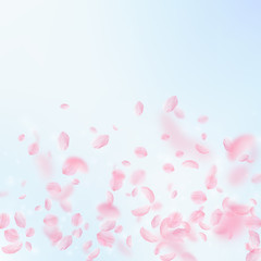 Sakura petals falling down. Romantic pink flowers gradient. Flying petals on blue sky square backgro