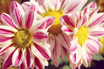 close up of pink chrysanthemum in autumn