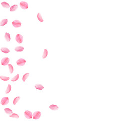 Sakura petals falling down. Romantic pink silky medium flowers. Sparse flying cherry petals. Scatter