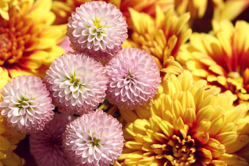 close up of pink chrysanthemum in autumn - obrazy, fototapety, plakaty