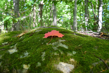 Red leave on green grass
