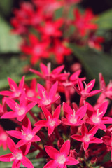 pink flowers like stars