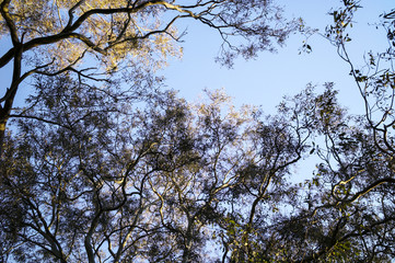 Looking up through branches against blue sky. Gum tree beside the Yarra River in afternoon sunlight