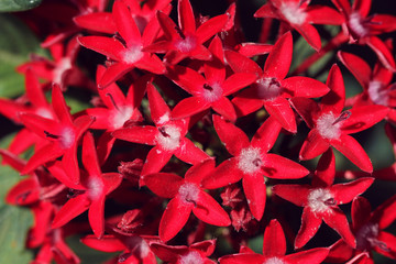 red flowers like stars