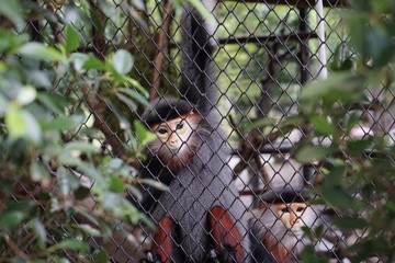 Leprechaun is a wildlife in the zoo.