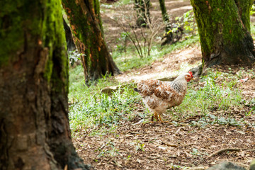 hen grazing in the grass