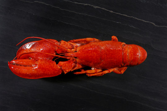 Popular seafood canadian lobster, The steamed canadian lobster served with herb on black plate isolated on black background. Raw canadian lobster for Tom Yam.