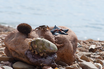 Seafood. Sea urchin.