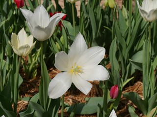 Fototapeta premium Closeup of white tulip in bloom, showing the pistil, stamen and yellow center