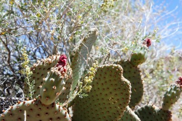 multi colored cactus in the desert blooming
