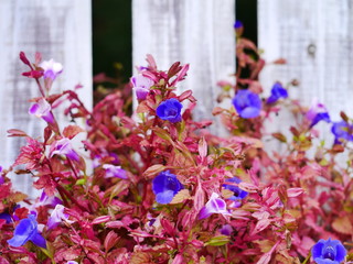 秋の花～白フェンスと赤と青