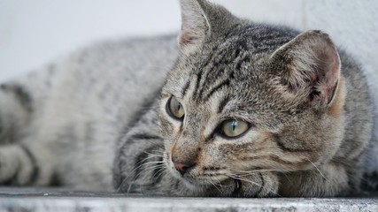 Gray cat lying with head looking to the left, with body blurred
