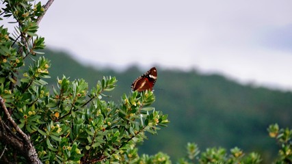 brown butterfly perched on flowers