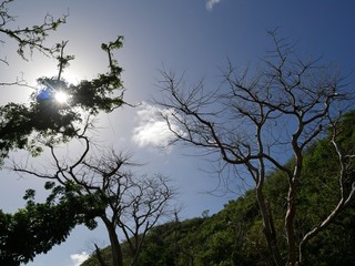 Streak of sunlight through trees