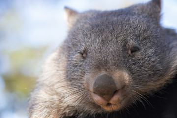 Large Australian wombat outside during the day being held.