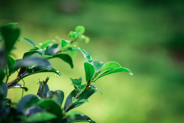 Green leaves on the branches tree with sunlight in the morning.