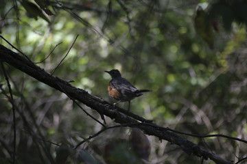 bird in the bush