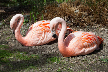 Pink Flamingo Couple