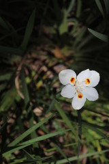 flower in garden