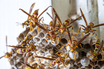 Close up of wasp on comb / Hornet's hive