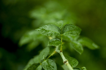 water drops on green leaf
