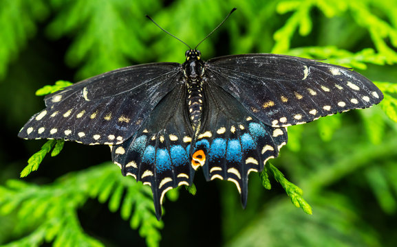 Back Swallowtail Butterfly Seattle Washington