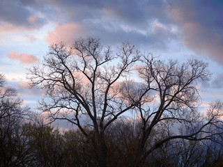 Fototapeta na wymiar Bare branches of trees silhouetted against a cloudy sunset at winter