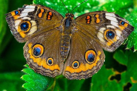 Common Buckeye Butterfly Seattle Washington