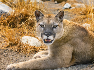 Mountain Lion Cougar Puma Concolor Rocks
