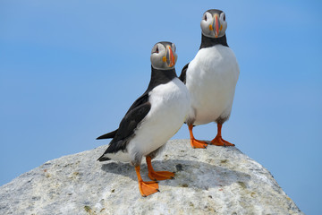 Northern Atlantic Puffin, Machias Seal Island