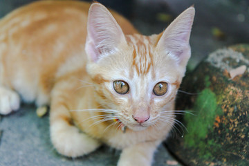 Cat portrait number eleven