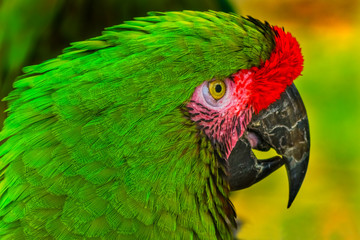 Green Military Macaw Portrait Head Shot