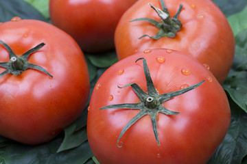 fresh tomatoes