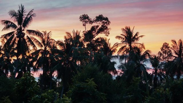 Palm trees against the backdrop of colourful dawn. 4k time lapse
