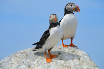 Fototapeta premium Northern Atlantic Puffin, Machias Seal Island