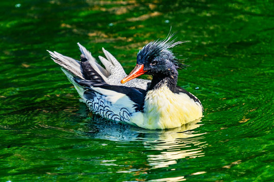 Scaly sided Merganser Chinese Merganser Duck Male Seattle Washiington