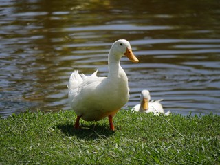 White duck standing in the grassy area at the bank of the pond, with another blurred duck behind still in the water