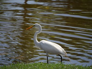 White egret standing sideview by the bank of a pond scouting for food